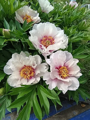 Пионы Cora Louise (Ито-гибрид)