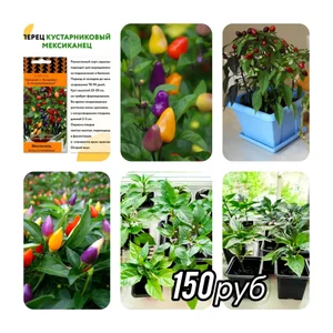 Перец для подоконника