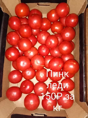 Огурцы