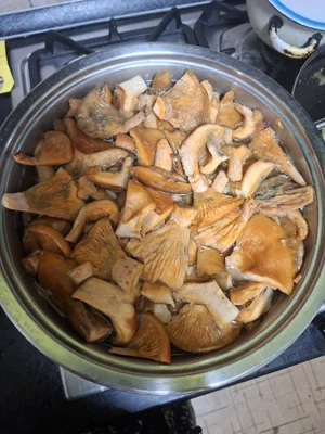 Рыжики