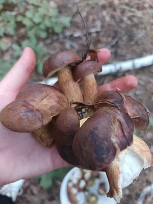 Лесные грибы свежие польские