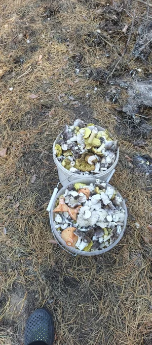 Рыжики перебранные