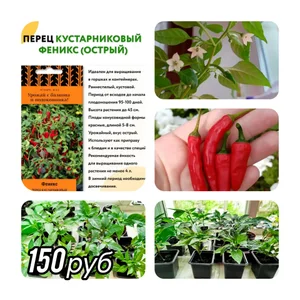 Перец для подоконника