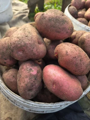 Картофель