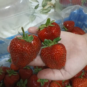 Клубника