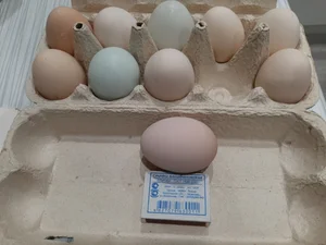 Домашние куриные яйца