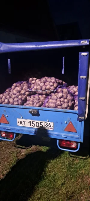 Картофель