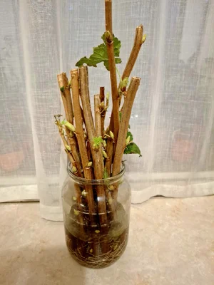 Яблоки Россошанка крупная