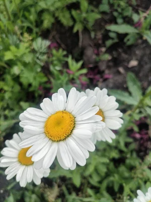 Ромашки