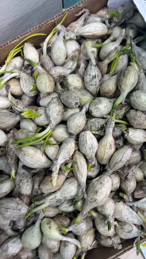 Лук на посев