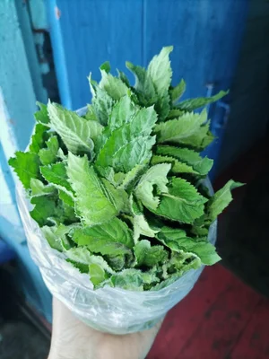 Лук с головкой