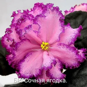 Детки фиалочек