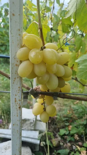 Виноград столовый
