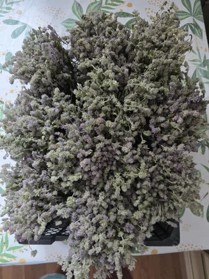 Чабрец