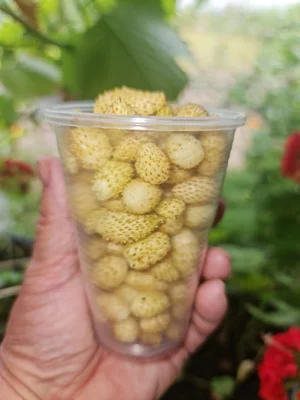 Саженцы сортовой клубники