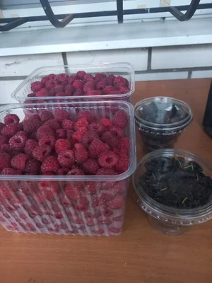 Огурцы