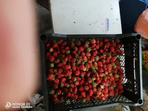 Клубника