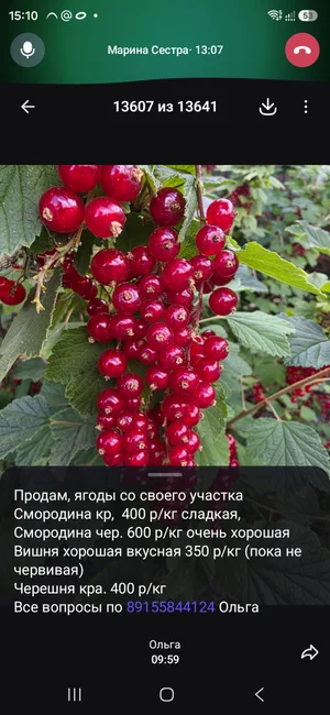 Смородина