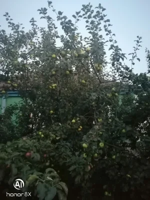 Яблоки
