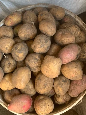 Картофель