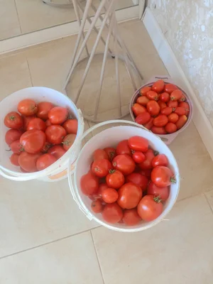 Домашние помидоры