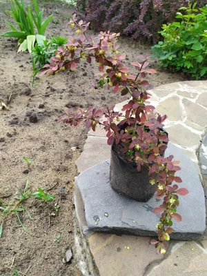 Самшиты