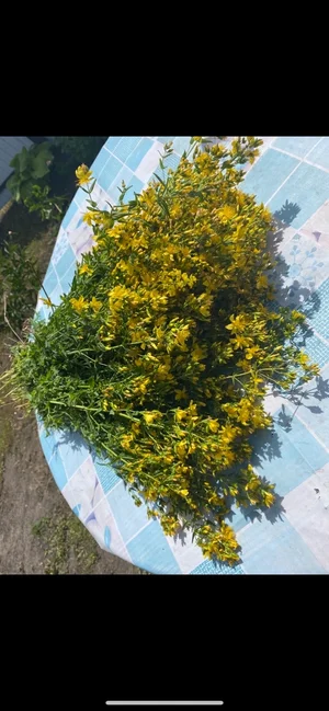 Чесночные стрелки