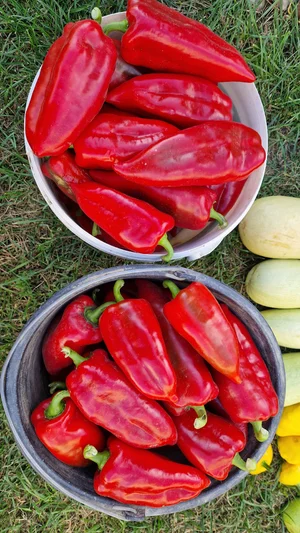 Помидоры мясистые красные и желтые