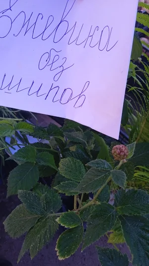 Малина