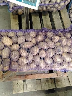Картофель