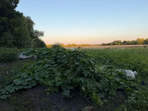 Огурчики