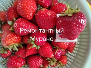 Саженцы клубники