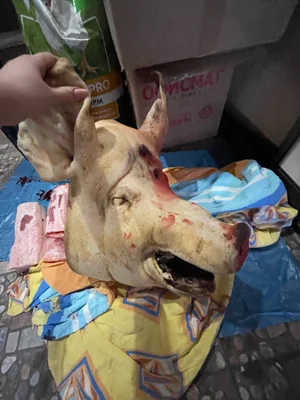 Свиная голова