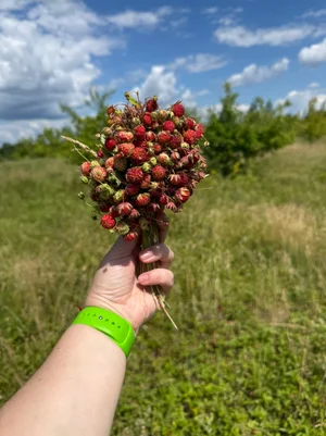 Земляника луговая