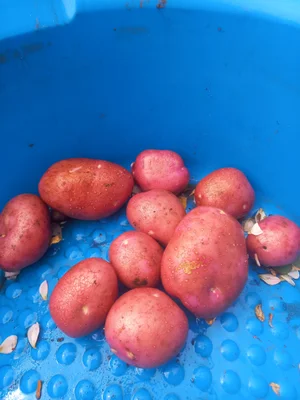 Спаржевая фасоль