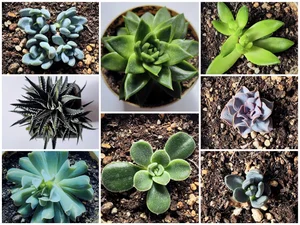 Набор листочков суккулентов для самостоятельного проращивания