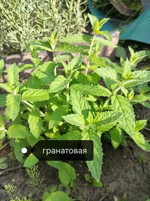 Сортовая мята