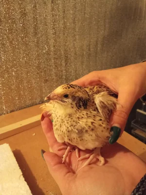 Домашнее перепелиное яйцо