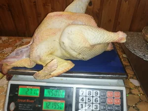 Петушков бульонных