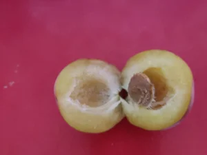 Слива