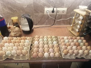 Яйцо куриное