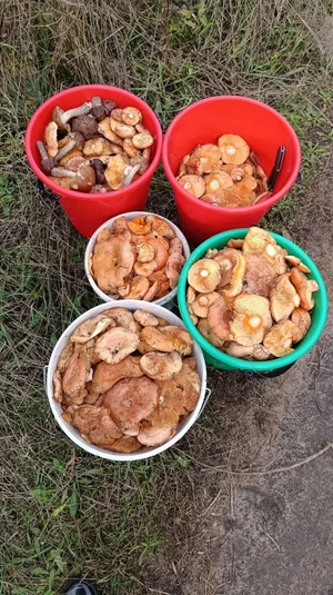 Рыжики маринованные