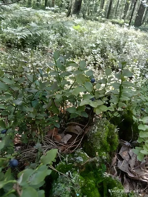 Черника
