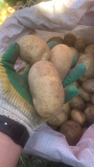 Чеснок
