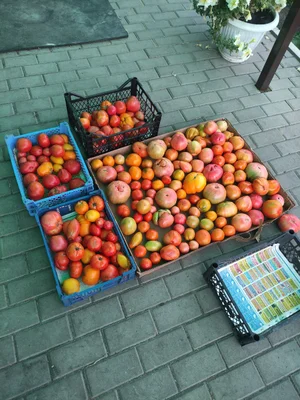 Картофель
