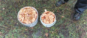 Рыжики