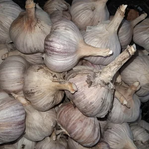 Лук
