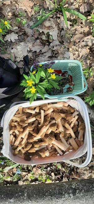 Сморчковая шапочка