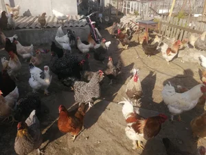 Яйцо куриное