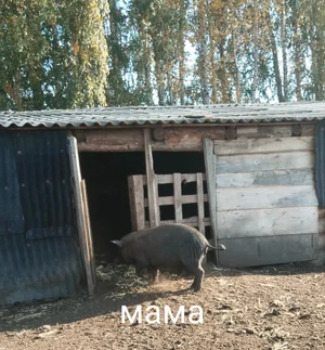 Поросята метисы (отец чистокровный Дюрок, мать вьетнамская), рождены 16.09